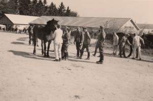 Pferdeappell in Autun